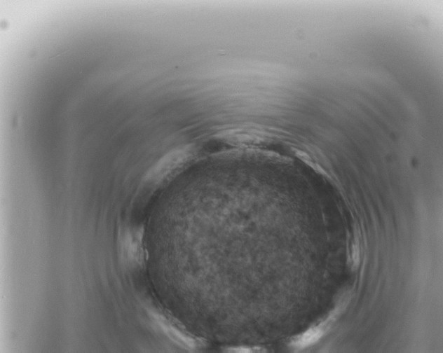 X0000060770239200511171221