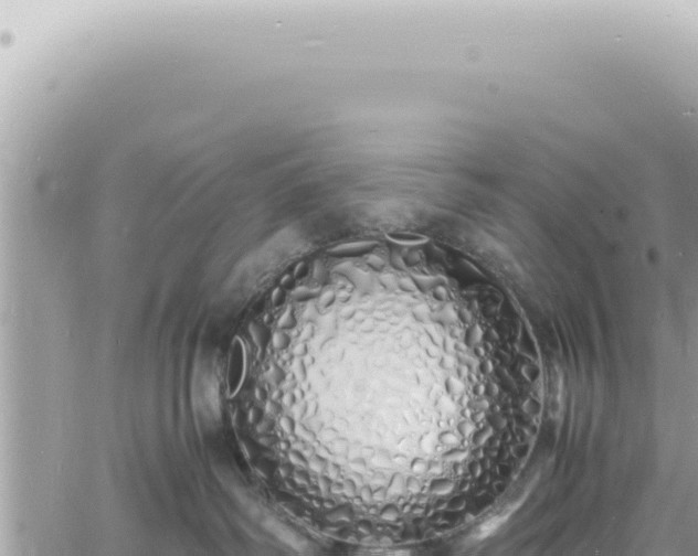 X0000060770334200511171219