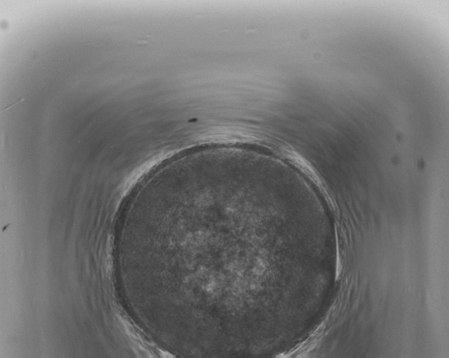 X0000060770387200511171219