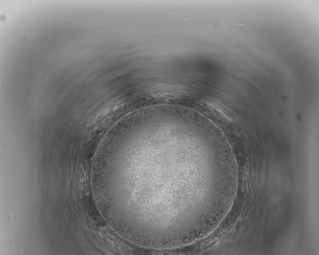 X0000060770917200511171209