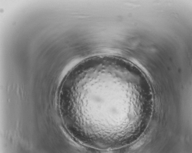 X0000060771477200511171201