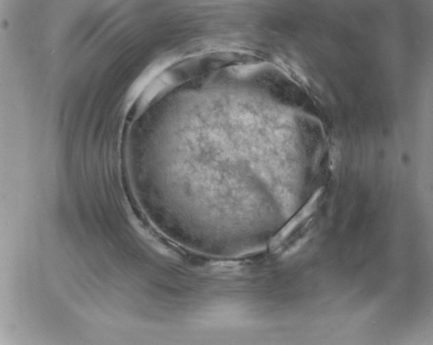 X0000060770052200511241804