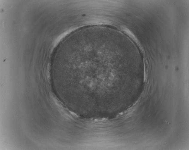 X0000060770387200511241759