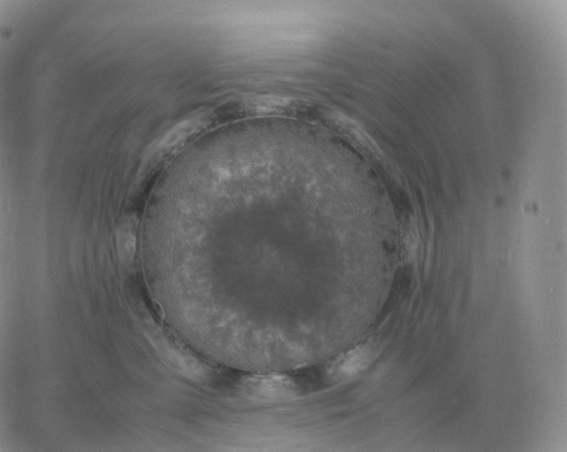 X0000060770427200511241758