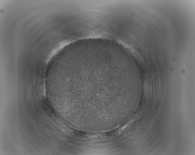 X0000060771262200511241745