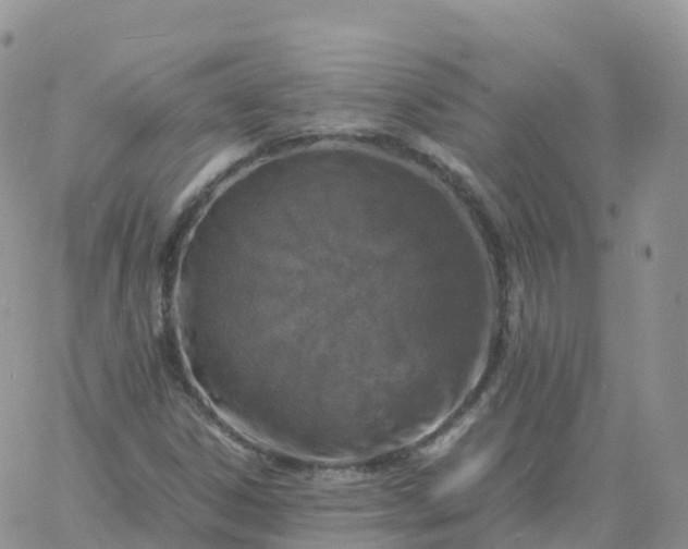 X0000060771306200511241743