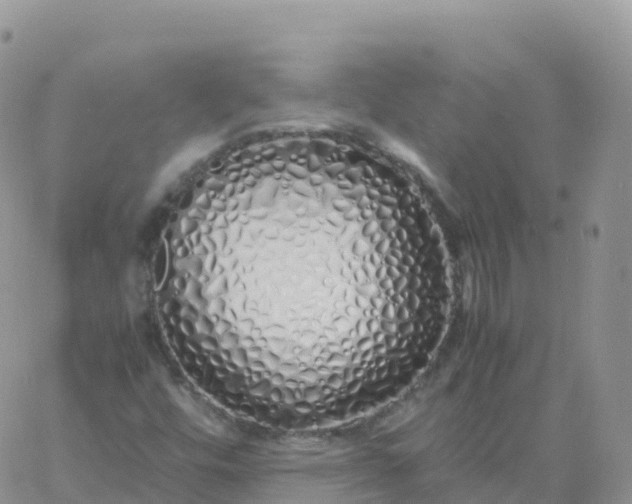 X0000060771448200511241742