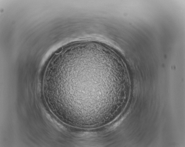 X0000060771506200511241740