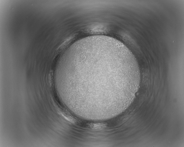 X0000060770165200512011621