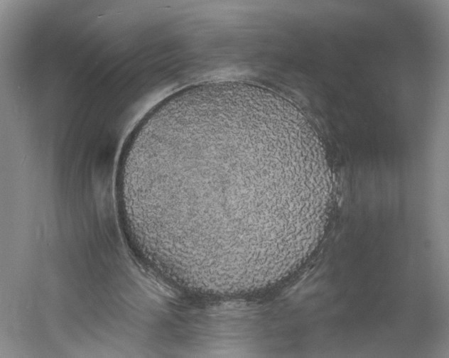 X0000060770196200512011621