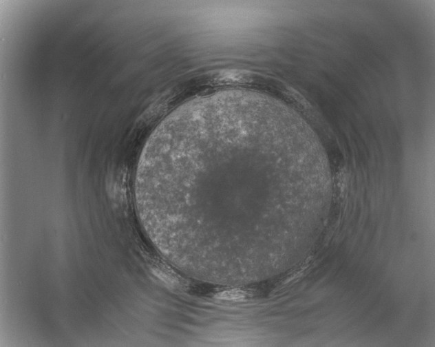 X0000060770423200512011617