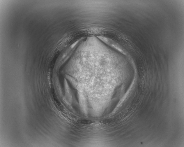 X0000060770696200512011612