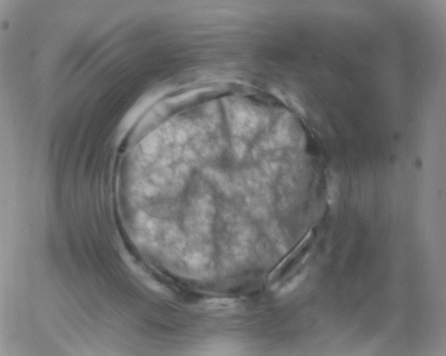 X0000060770052200512082044