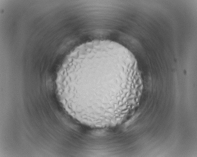 X0000060770086200512082044