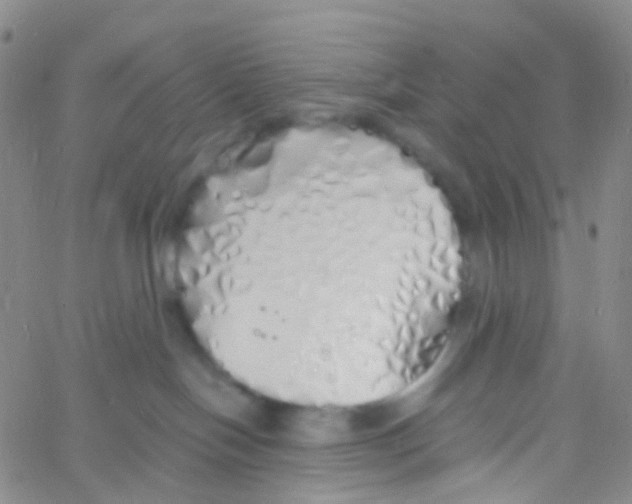 X0000060770094200512082044