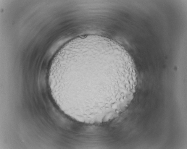 X0000060770098200512082044