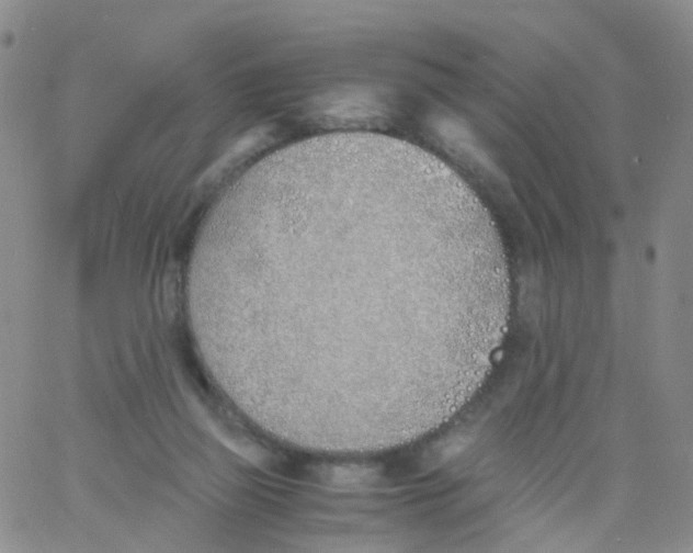 X0000060770165200512082042