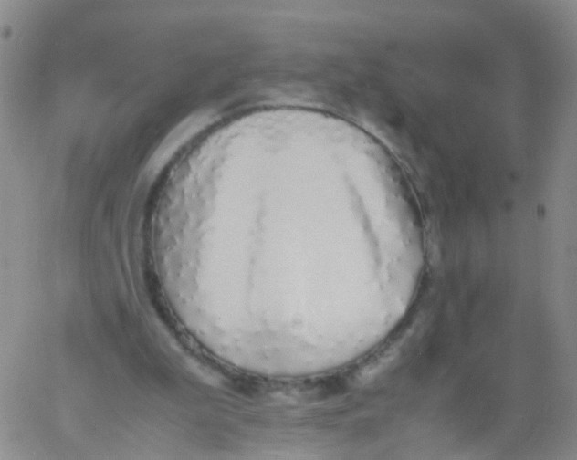 X0000060770199200512082042