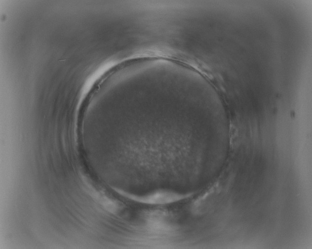 X0000060770200200512082042