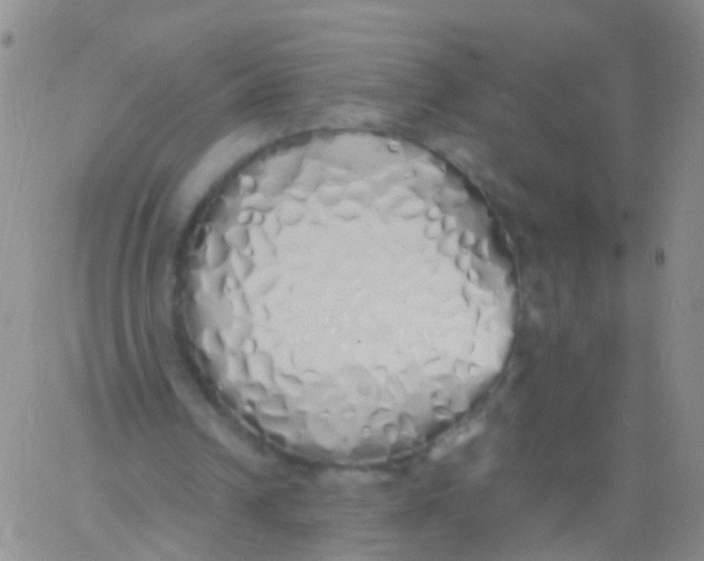 X0000060770242200512082040