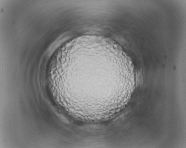 X0000060770291200512082040