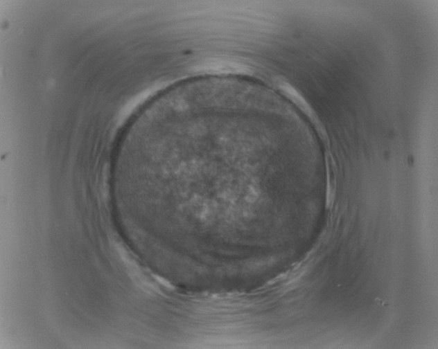 X0000060770387200512082039