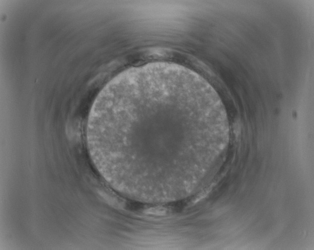 X0000060770423200512082038