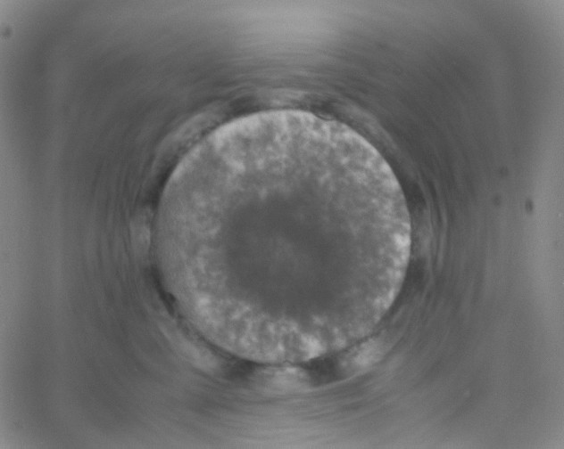 X0000060770427200512082038