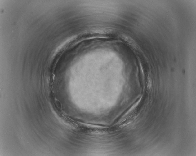 X0000060770444200512082037