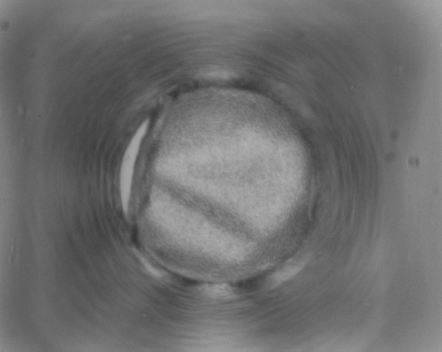 X0000060770528200512082036