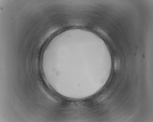 X0000060770627200512082034