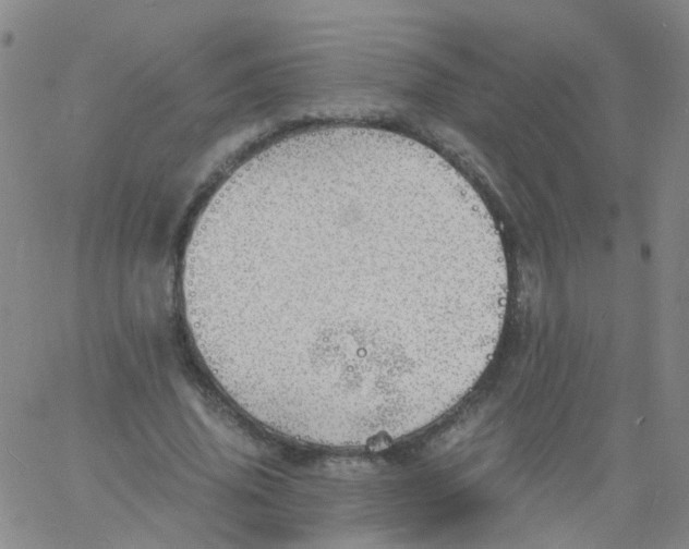 X0000060770636200512082034