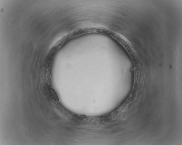 X0000060770775200512082032