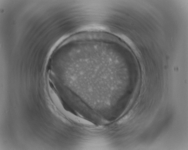 X0000060770864200512082032