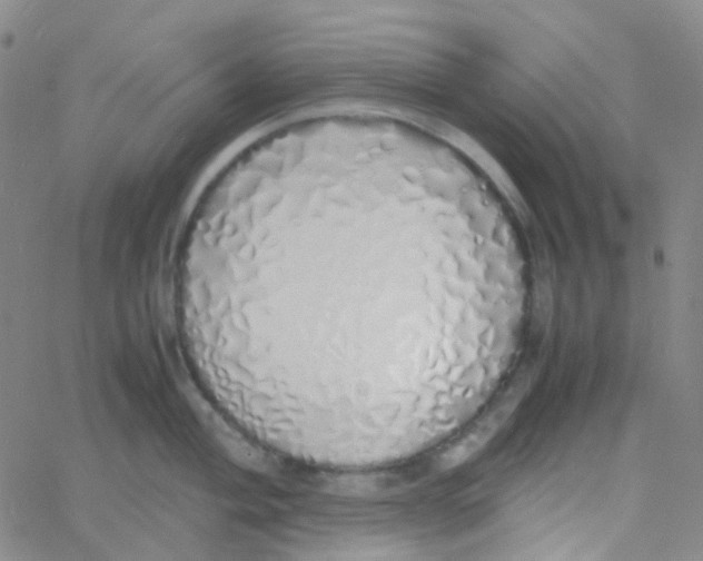 X0000060771004200512082029