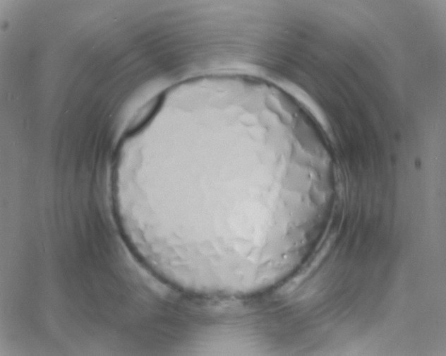 X0000060771006200512082029