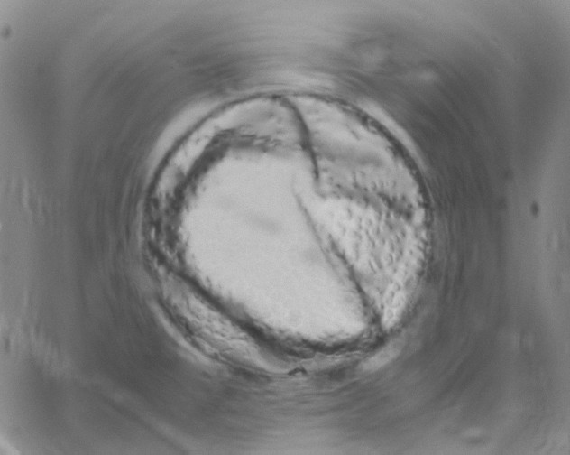 X0000060771477200512082021