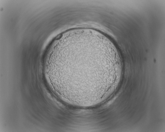 X0000060771506200512082020