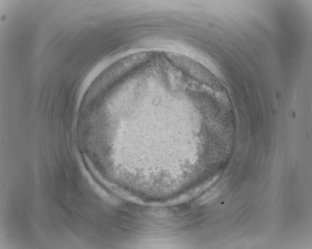 X0000060771536200512082021