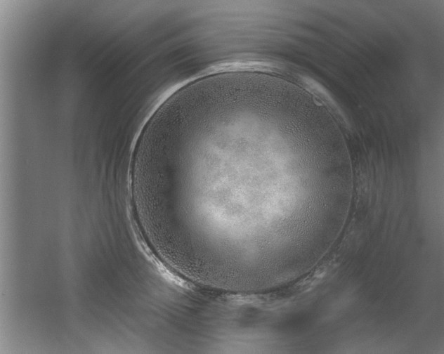 X0000060780852200511101338