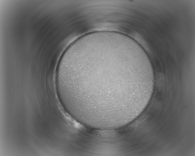 X0000060780856200511101338