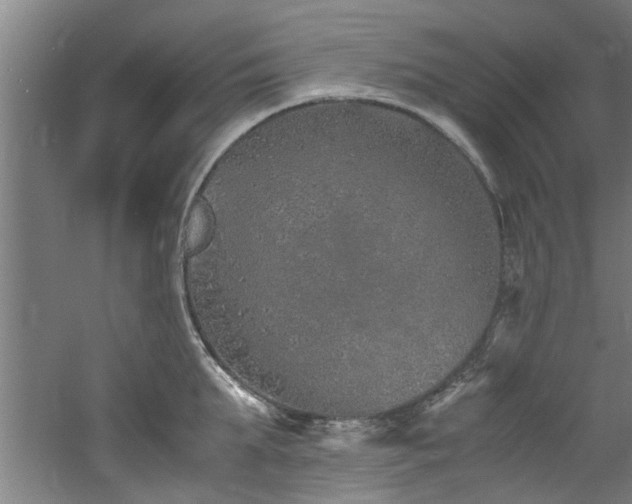 X0000060780903200511101336