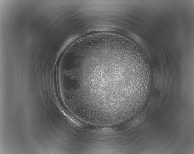 X0000060780986200511101335