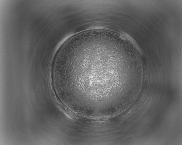 X0000060781051200511101335