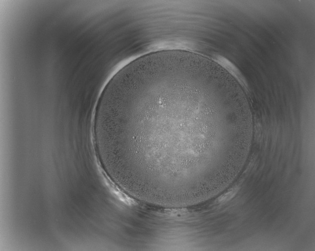 X0000060781052200511101335