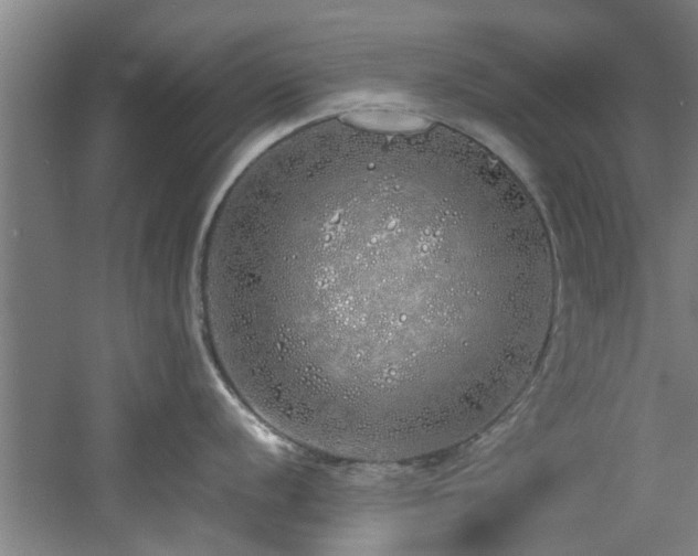 X0000060781056200511101335