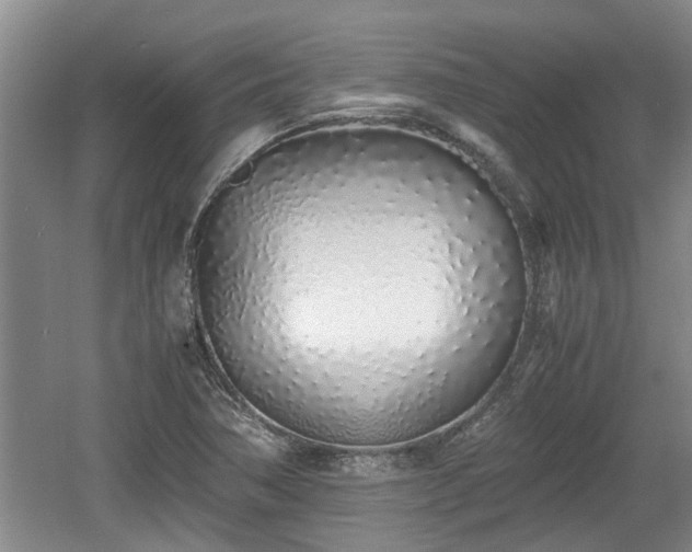 X0000060781362200511141406