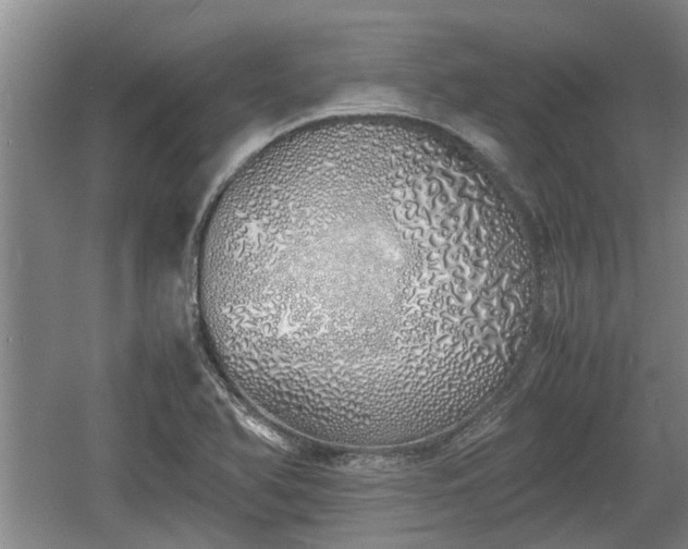 X0000060781366200511141405