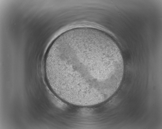 X0000060781514200511141403