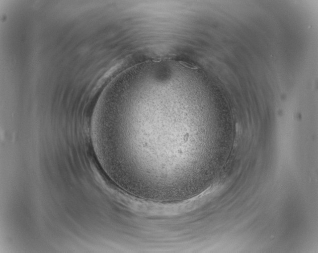 X0000060780048200511171254